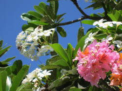 ���i�C���[�W